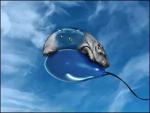 Niebo, Hipopotam, Balon