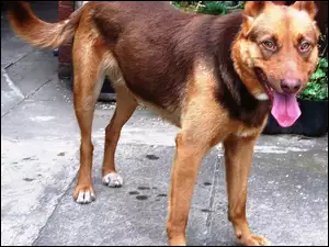Brązowy, Owczarek australijski - Kelpie