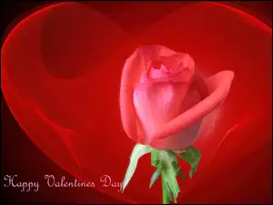 Serce, Happy, Day, Valentines, Róża