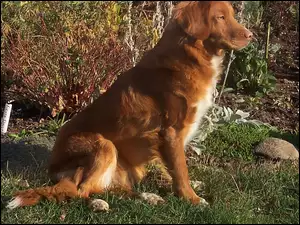 Retriever z Nowej Szkocji