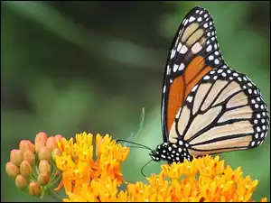 Kwiaty, Motyl, Żółte