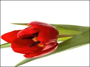 Czerwony, Tulipan