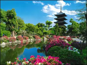 Drzewa, Japonia, Dom