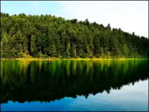Jezioro, Drzewa, Lustrzane, Odbicie