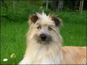 Berger des Pyrénées, Głowa, Owczarka pirenejskiego