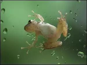 Wody, Żaba, Krople