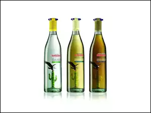 Tequila, kaktusy