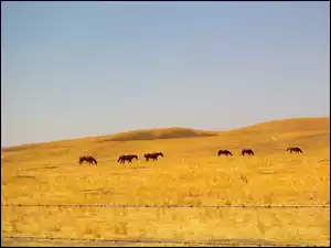 ogrodzenie, Konie, preria