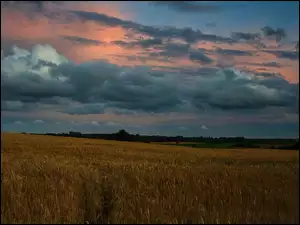 Łany, Niebo, Zbóż, Zachmurzone