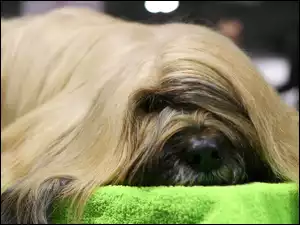 Owczarek Francuski Briard