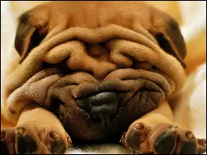 Shar Pei, Pomarszczony, Piesek