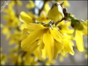 Forsycja