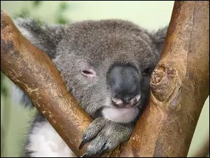 Koala, Sen