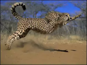 Polujący, Gepard