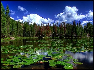 Jezioro, Las, Drzewa