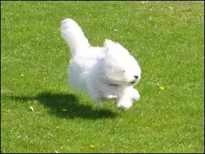 Coton de Tulear