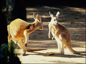 ZOO, Dwa, Kangury