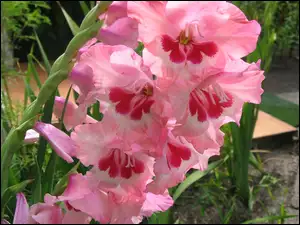 Gladiolus