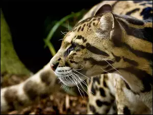 Ocelot, Drapieżny