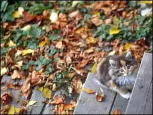Liście, Kotek, Schody