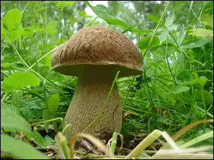 Okaz, Borowik, Ładny