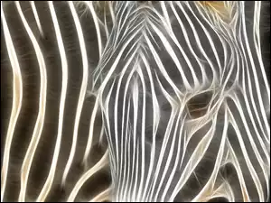 Grafika, Zebra, Białe, Czarno, Pasy