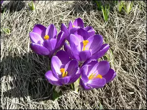 Fioletowe, Krokusy