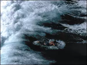 Windsurfing, fala, deska, morze