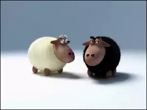 Owca, Czarna, Biała