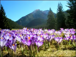 Krokusy, Tatry