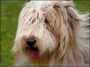 Bearded collie, Język