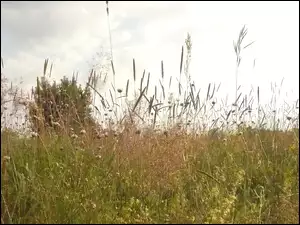 Lato, Zborze