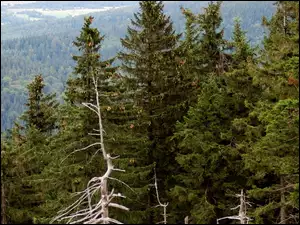 Iglaki, Wysokie, Zielone
