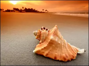Morze, Muszelka, Plaża