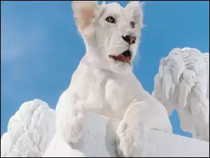 Lew, Biały, Młody