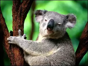 Koala, Szary, Misiek