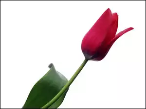 Liść, Czerwony, Tulipan