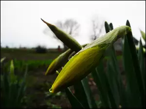 Żonkile, Ogród