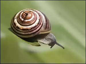 Zegar, Muszla, Ślimak