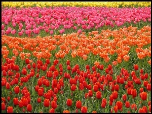 Tulipanów, Kolorowe, Rzędy