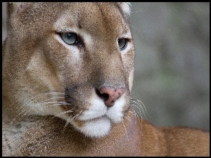 Puma, Pysk