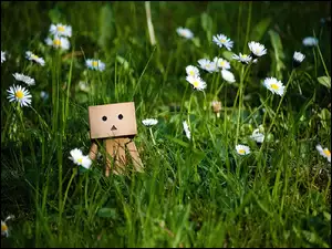 Stokrotki, Danbo, Trawa