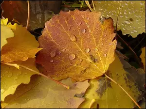 Kolorowe, Deszczu, Liście, Krople