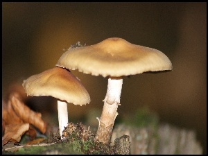 Jesień, Dwa, Muchomory