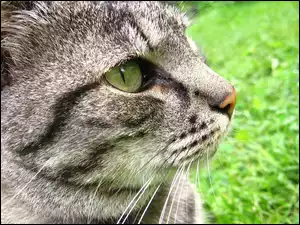 Głowa, Maine coon