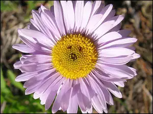 Aster, Rurkowate, Żółte, Kwiaty