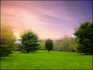 Park, Krzewy, Zielone, Drzewa