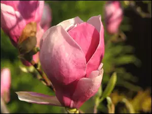 Pąk, Magnolii