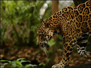 Jaguar