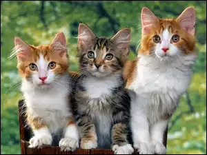 Trzy, Koty